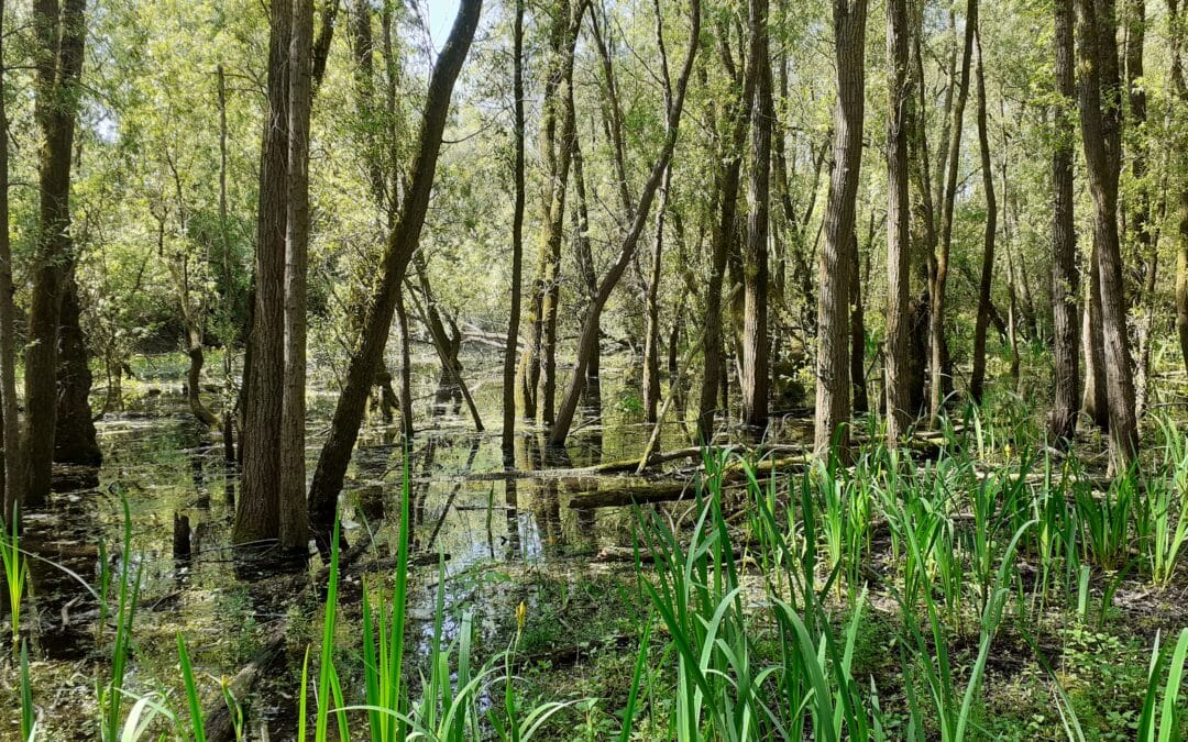 Un plan d’actions en faveur des milieux aquatiques et humides sur le territoire de Seine Normandie Agglomération